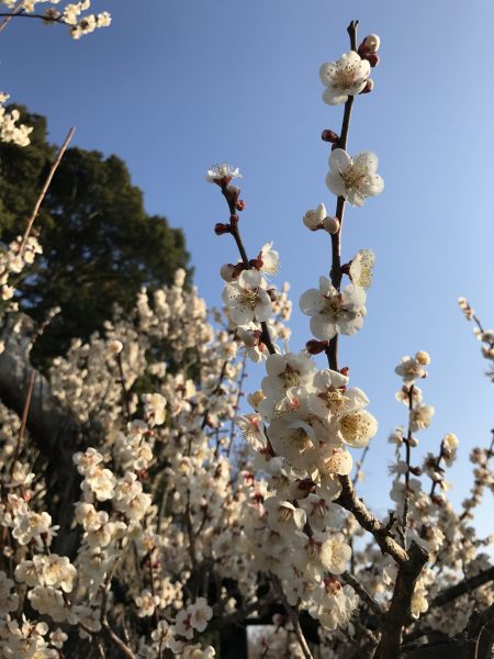 水戸鍛錬会