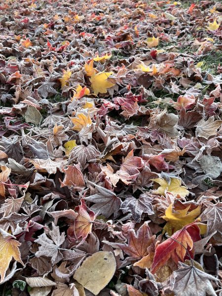 死のうと思うな、生きようとも思うな
